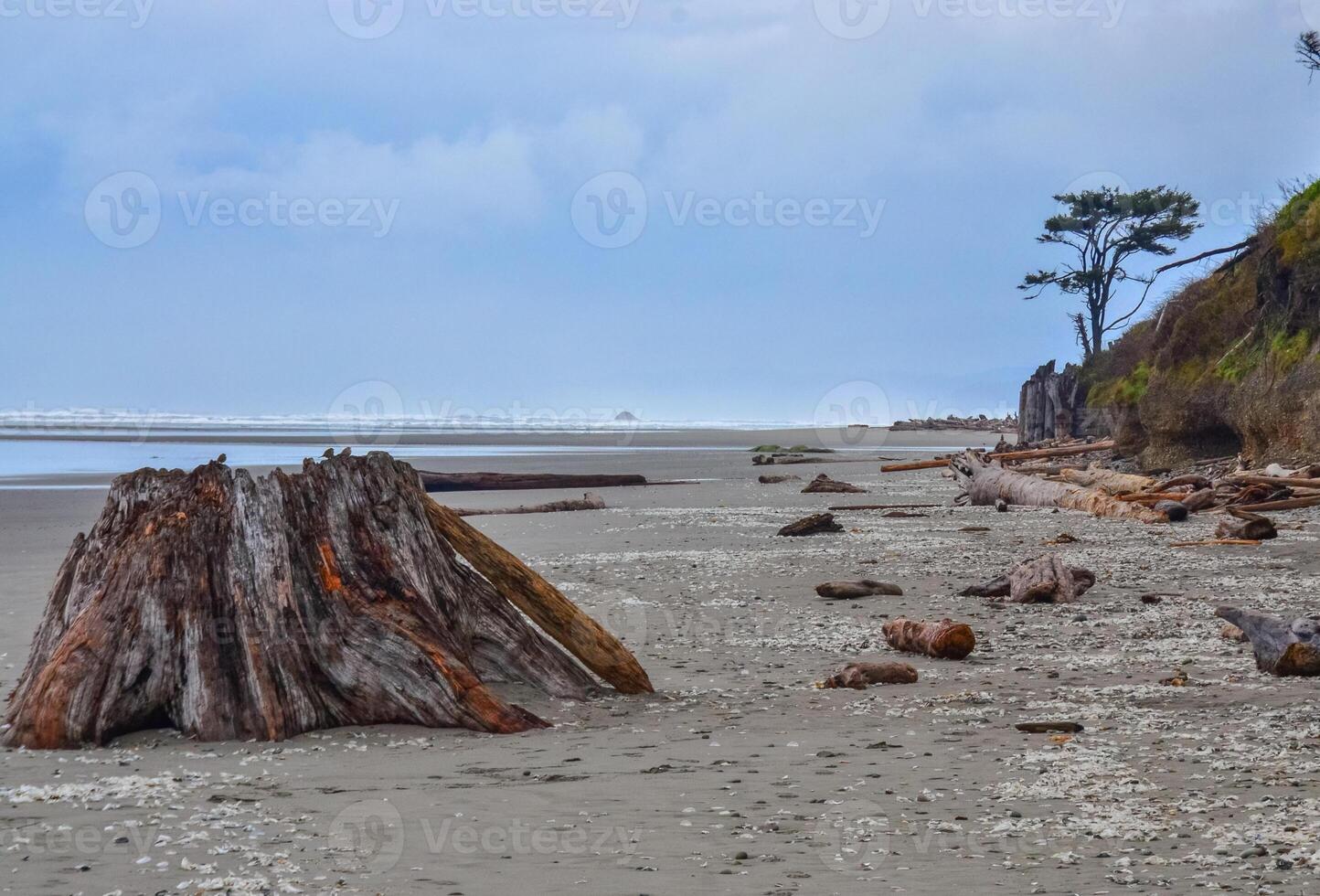 Trunks of fallen trees at low tide on the Pacific Ocean in Olympic, National Park, Washington photo