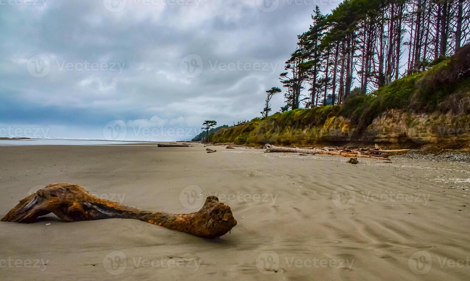 Trunks of fallen trees at low tide on the Pacific Ocean in Olympic, National Park, Washington photo