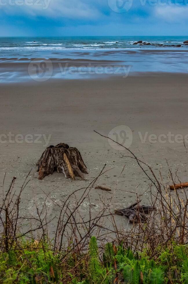 Trunks of fallen trees at low tide on the Pacific Ocean in Olympic, National Park, Washington photo