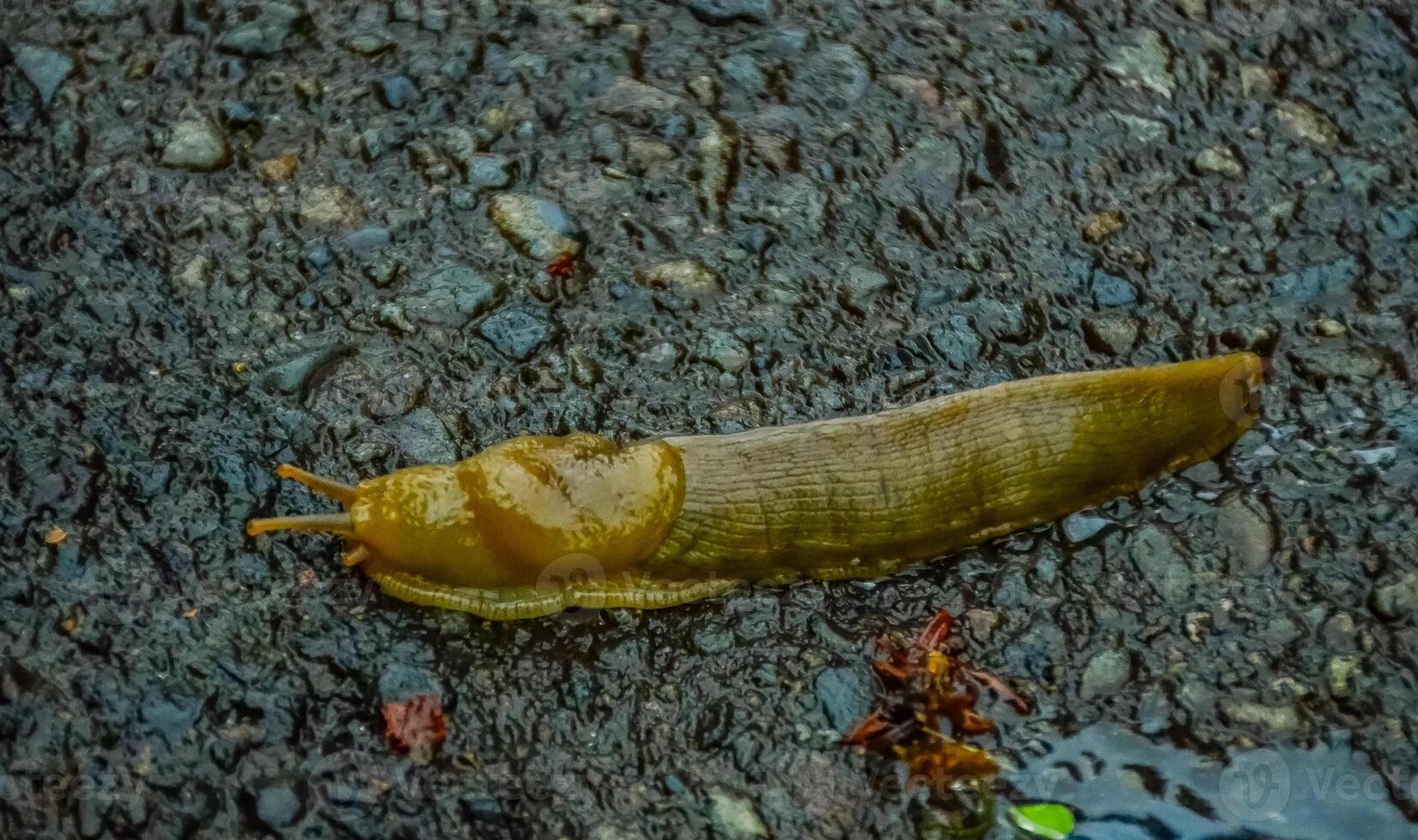 The slug slowly creeps on the ground, Olympic National Park photo