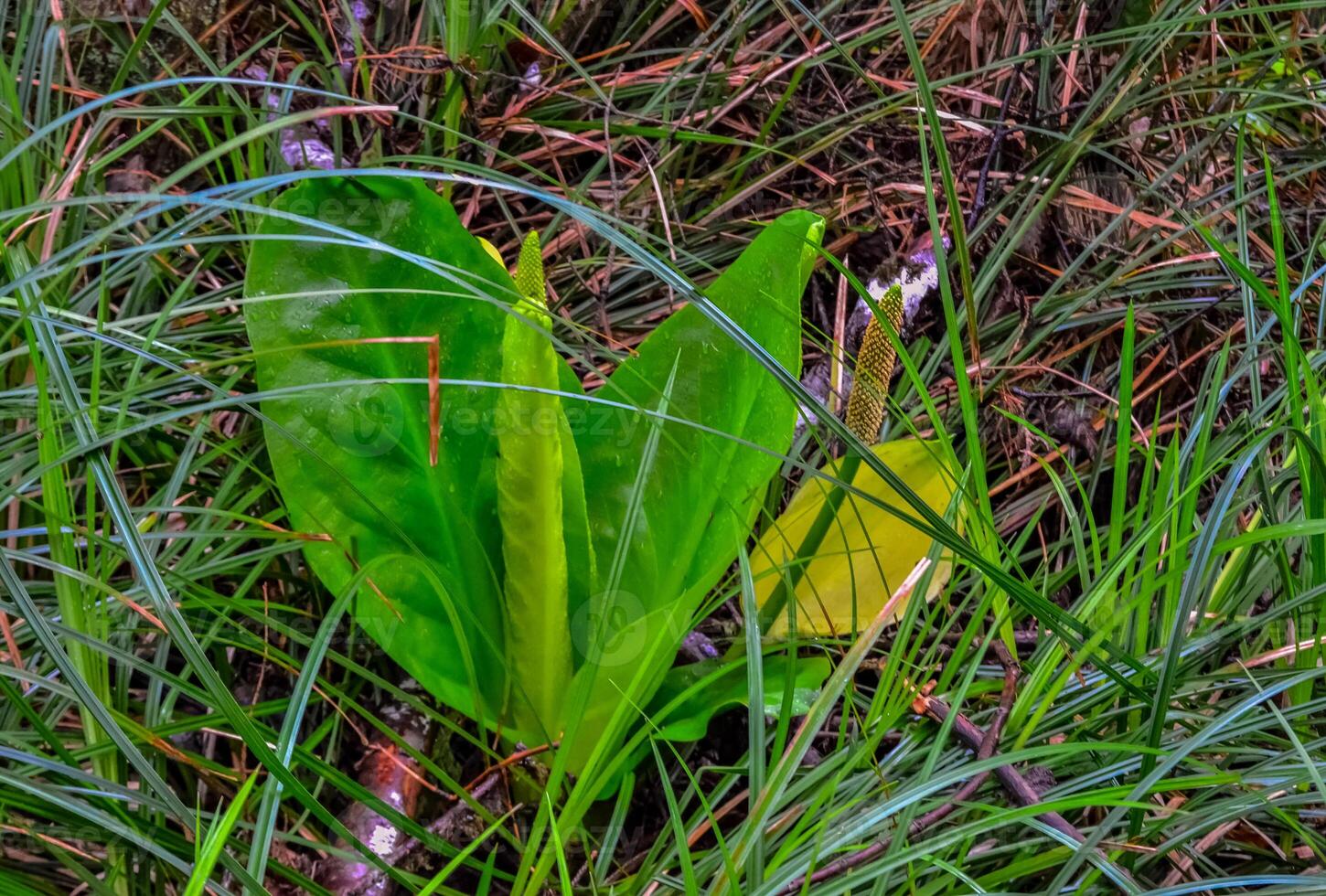 Western Skunk Cabbage Lysichiton americanus in a red alder grove, Olympic National Park, Washington, USA photo