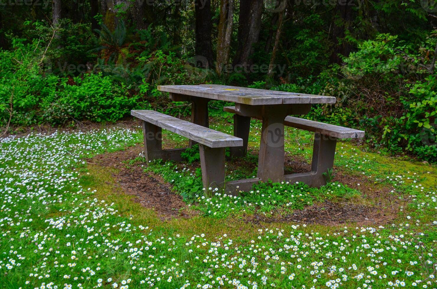 Table and benches for resting tourists on the shores of the Pacific Ocean in Olympic National Park, Washington photo