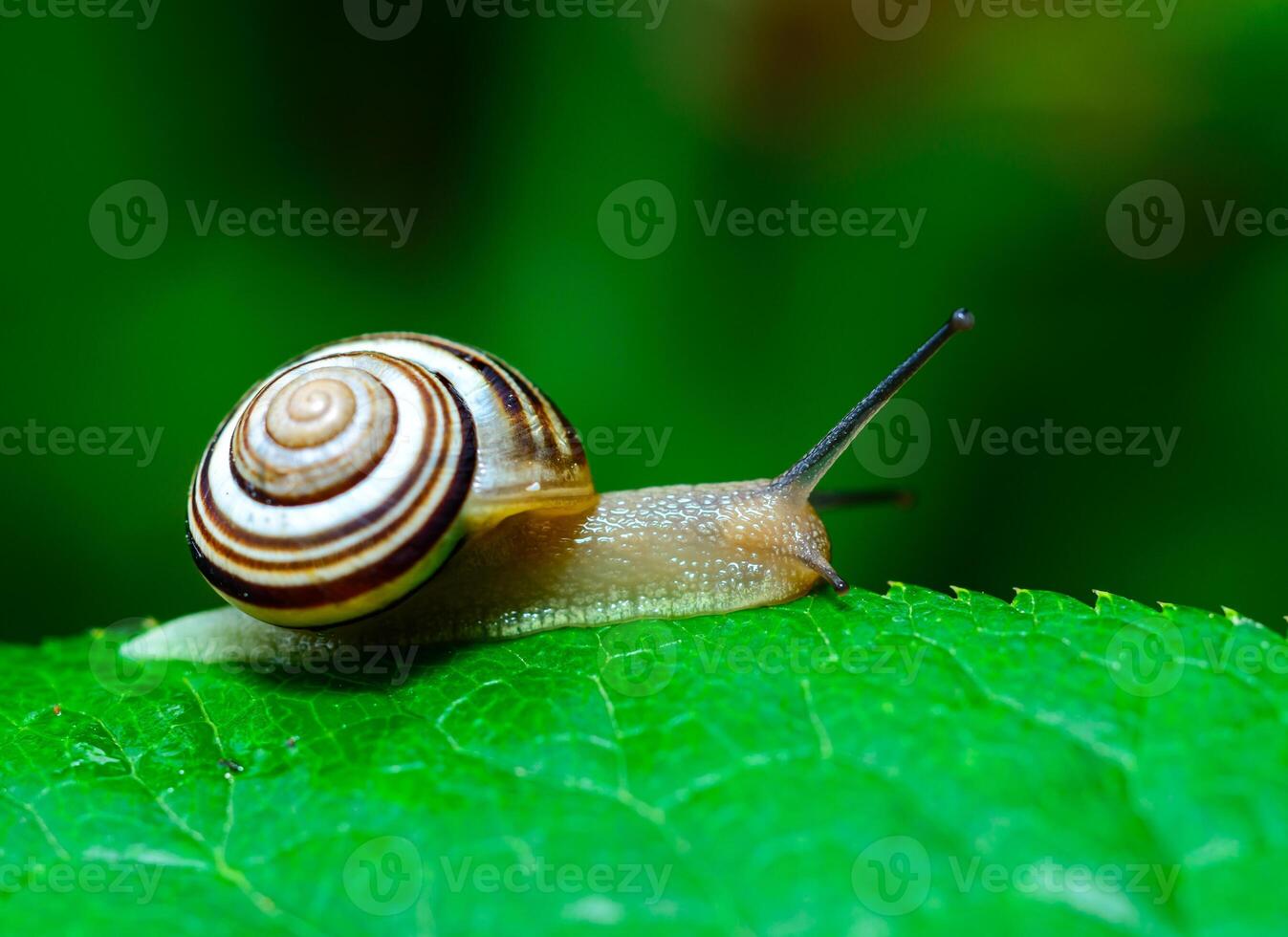 Cepaea vindobonensis - crawling land lung mollusk with a yellow body photo