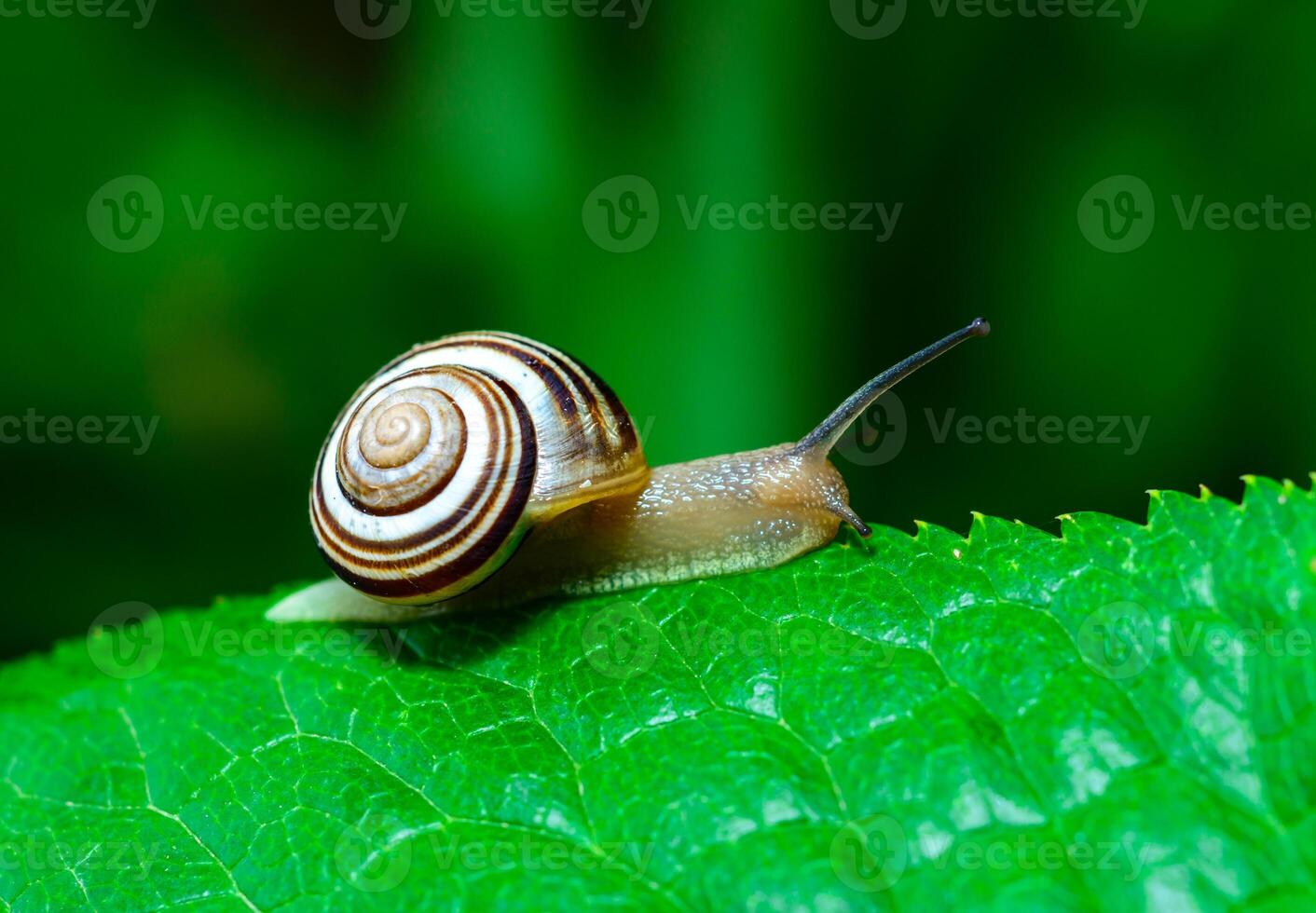 Cepaea vindobonensis - crawling land lung mollusk with a yellow body photo