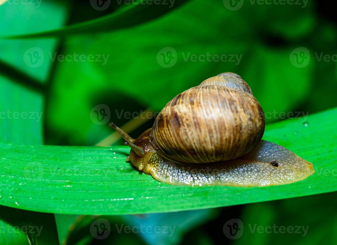 Helix vulgaris - crawling land pulmonate molluscs in the garden photo
