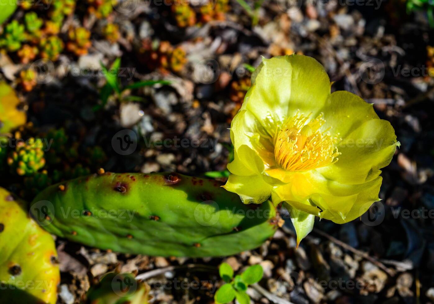 Close-up of yellow blooming cactus Opuntia on a stone slide photo