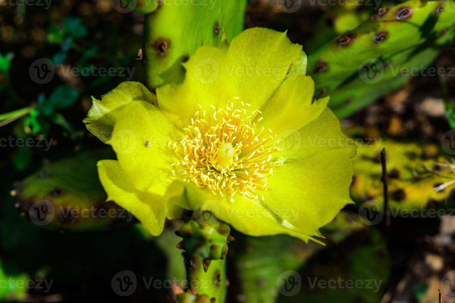 Close-up of yellow blooming cactus Opuntia on a stone slide photo