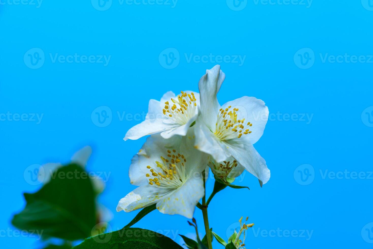 Philadelphus sp. - mock-orange, delicate white fragrant flowers of a bush. photo