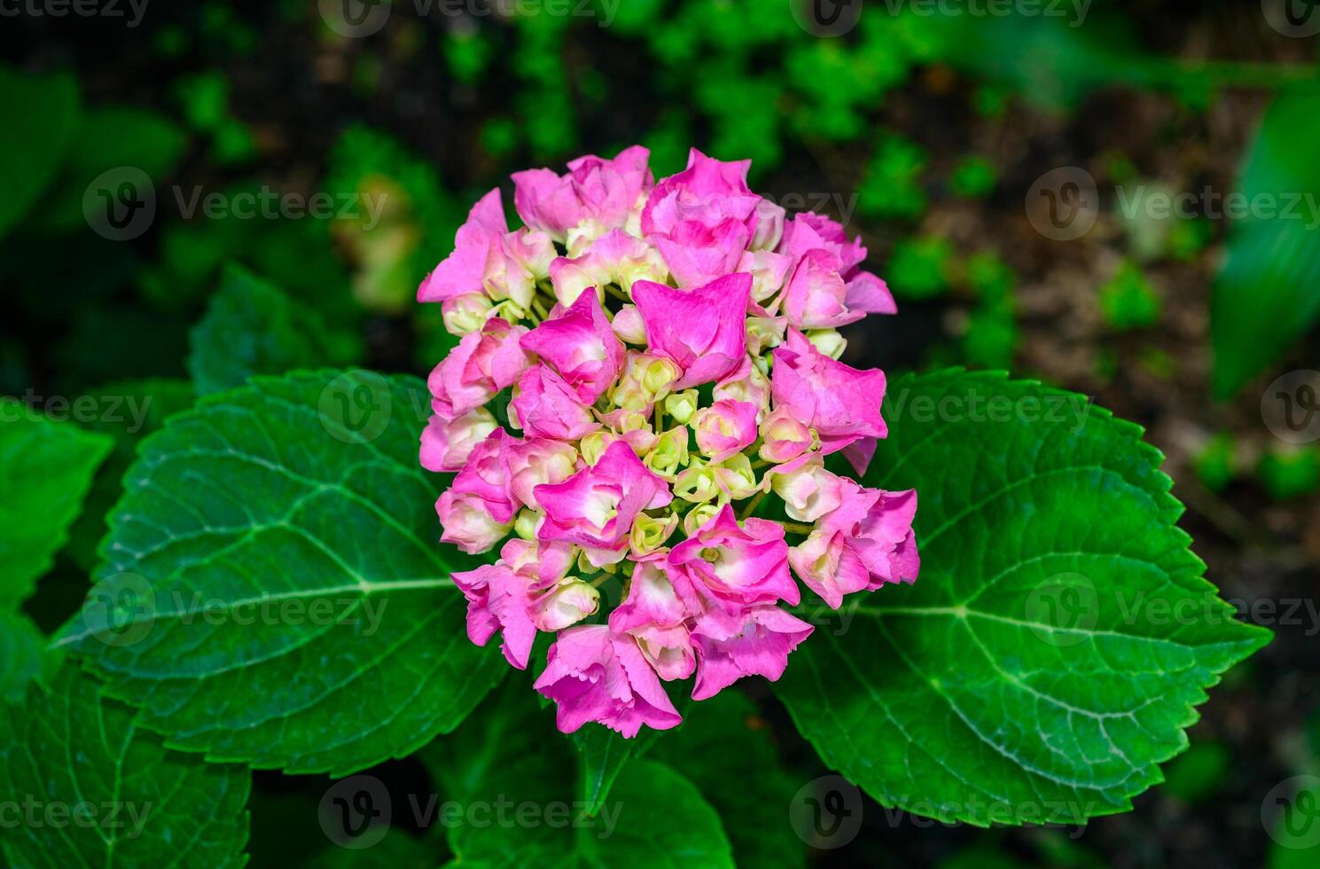 Hydrangea macrophylla - inflorescence with pink flowers and large green leaves photo