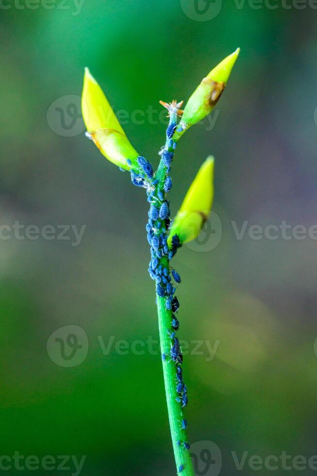 Aphid Aphidoidea, Hemiptera - harmful blue insects on the tip of a twig photo