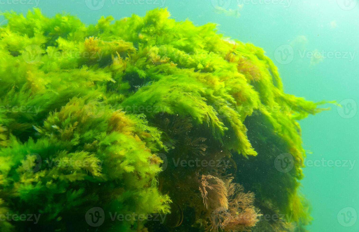 Green and red algae on underwater rocks Enteromorpha, Ulva, Ceramium, Polisiphonia photo