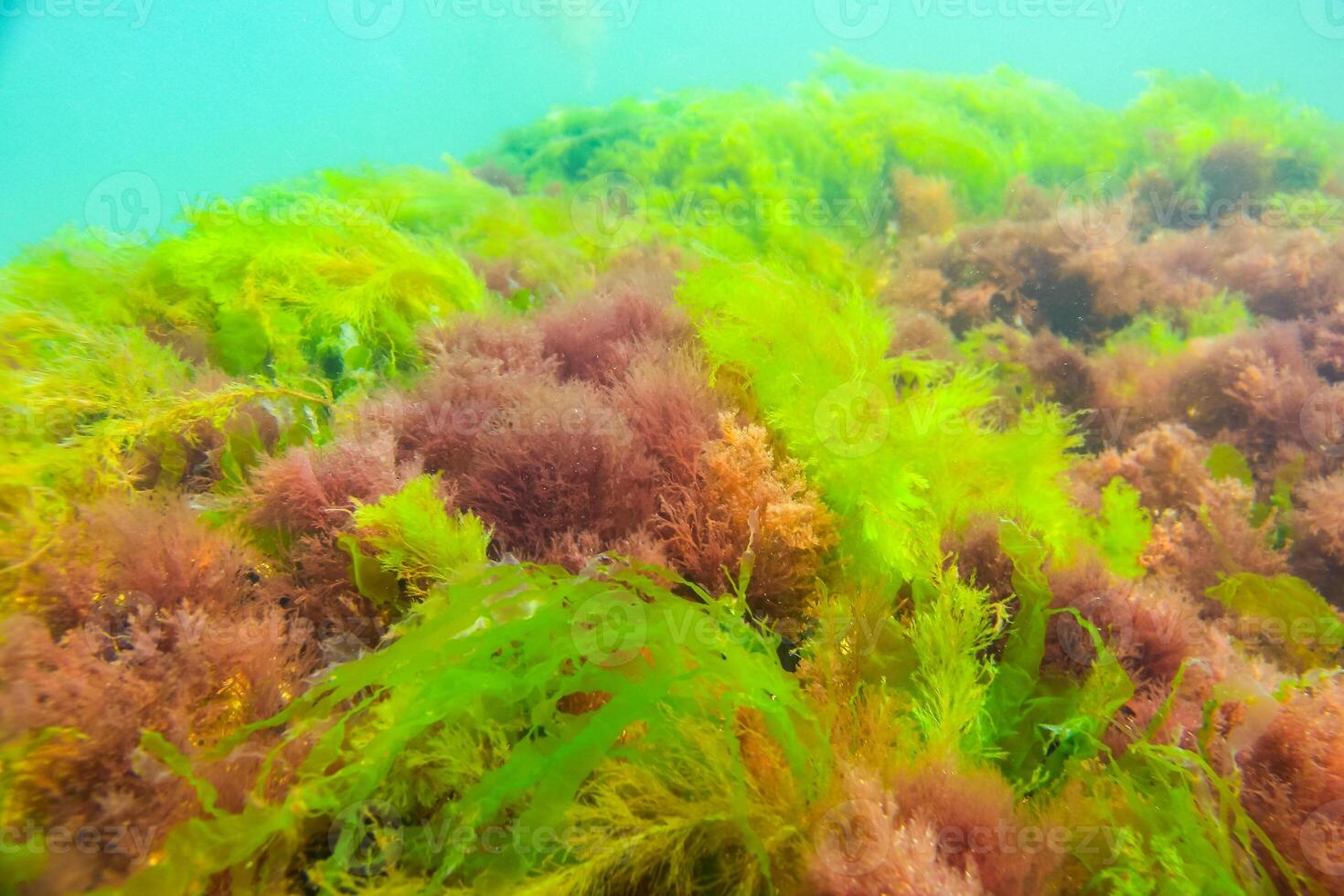 Green and red algae on underwater rocks Enteromorpha, Ulva, Ceramium, Polisiphonia photo