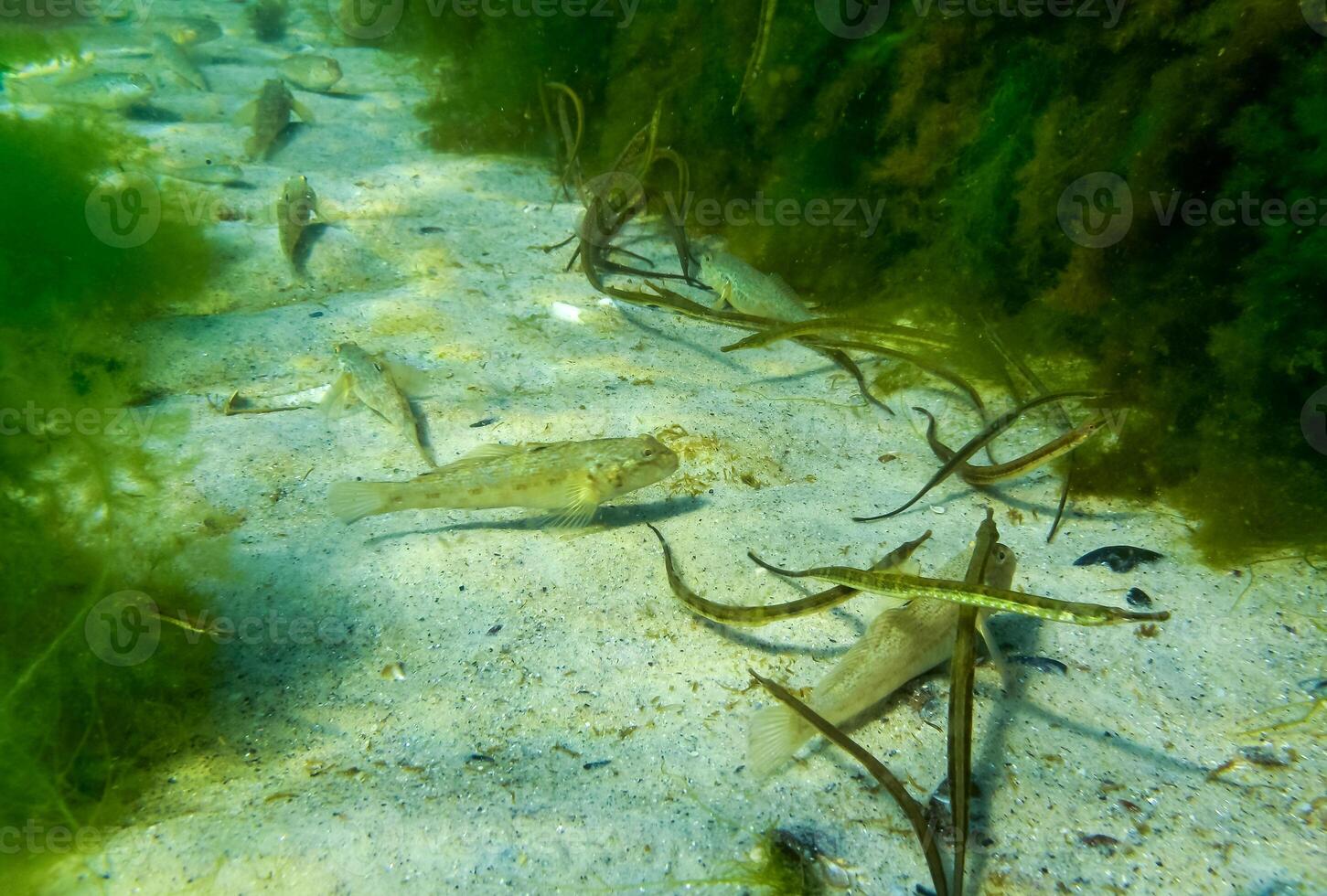 Black-striped pipefish Syngnathus abaster photo
