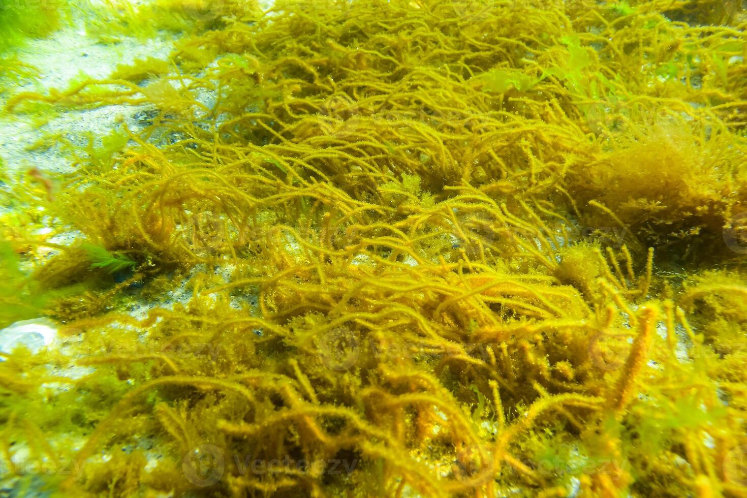 Green and red algae on underwater rocks Enteromorpha, Ulva, Ceramium, Polisiphonia photo