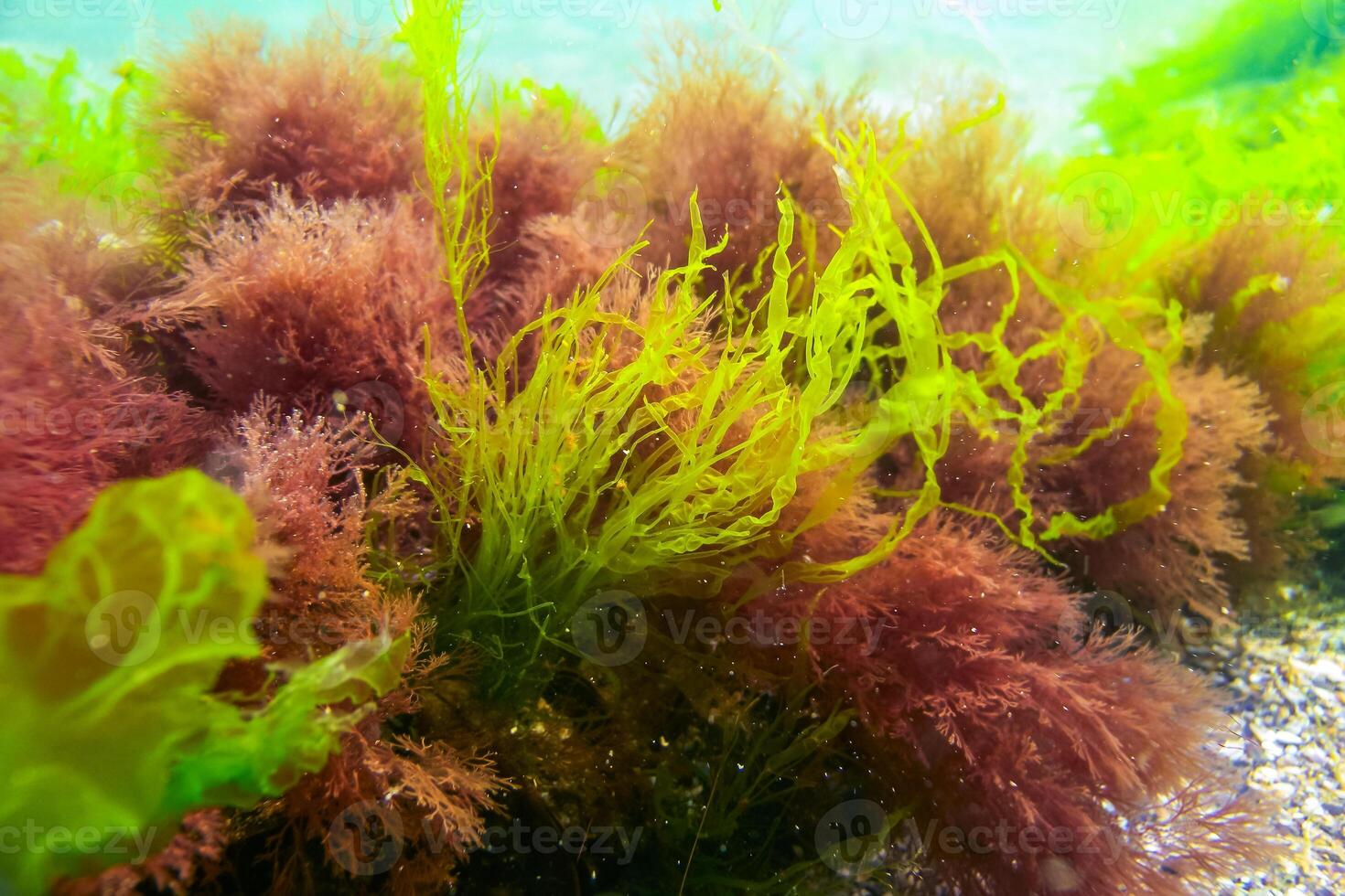 Green and red algae on underwater rocks Enteromorpha, Ulva, Ceramium, Polisiphonia photo