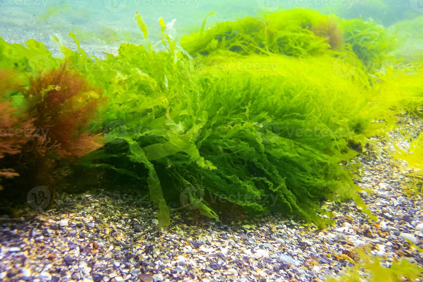 Green and red algae on underwater rocks Enteromorpha, Ulva, Ceramium, Polisiphonia photo