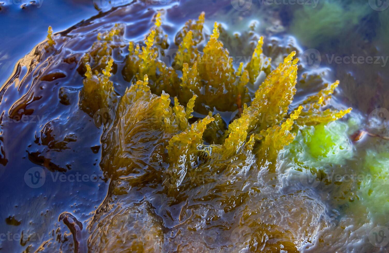 Laurencia papillosa, Rhodophyta, algae on stones at the water's edge during the surge, western Crimea photo