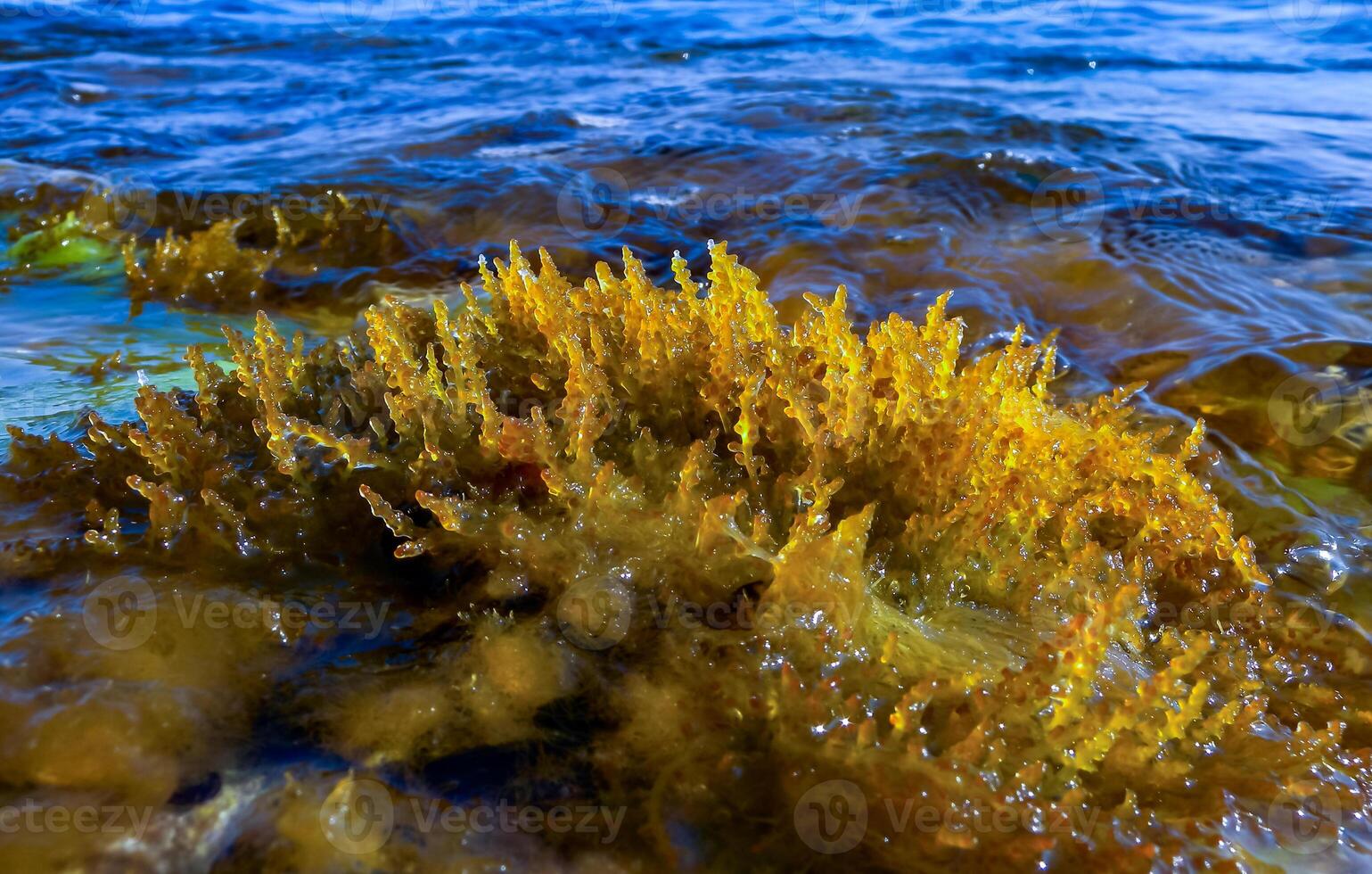 Laurencia papillosa, Rhodophyta, algae on stones at the water's edge during the surge, western Crimea photo
