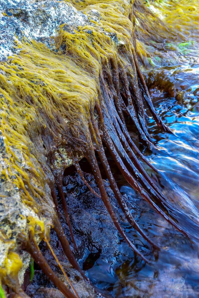Red algae Chondria sp. hangs from a rock at low tide in the Black Sea photo