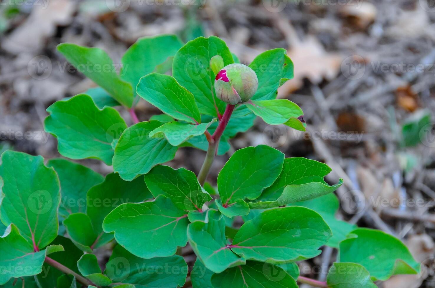 Paeonia daurica, wild plant with buds on the slopes of the mountains photo