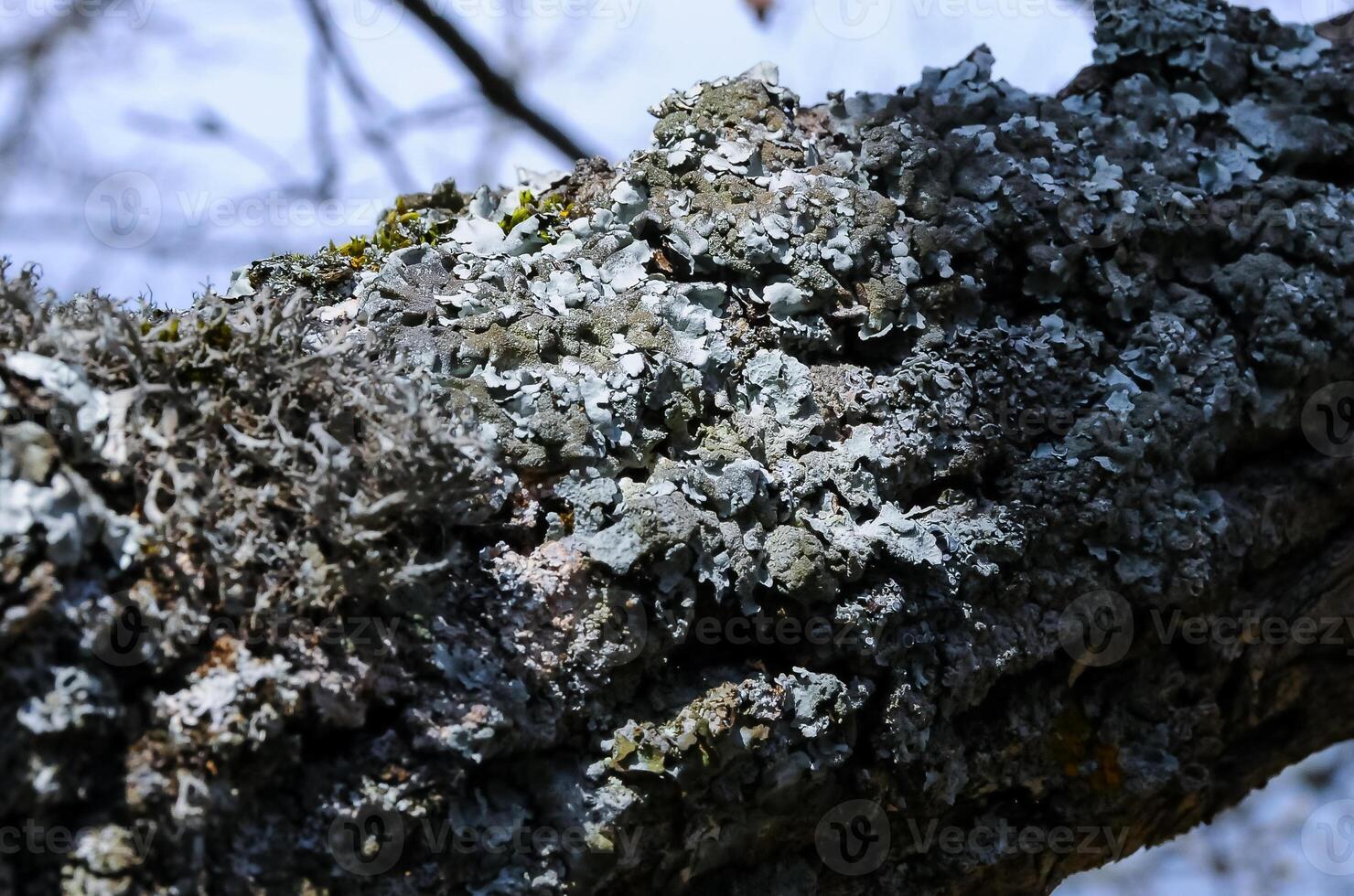 Lichens on tree branches in a valley near the ancient volcano Karadag photo