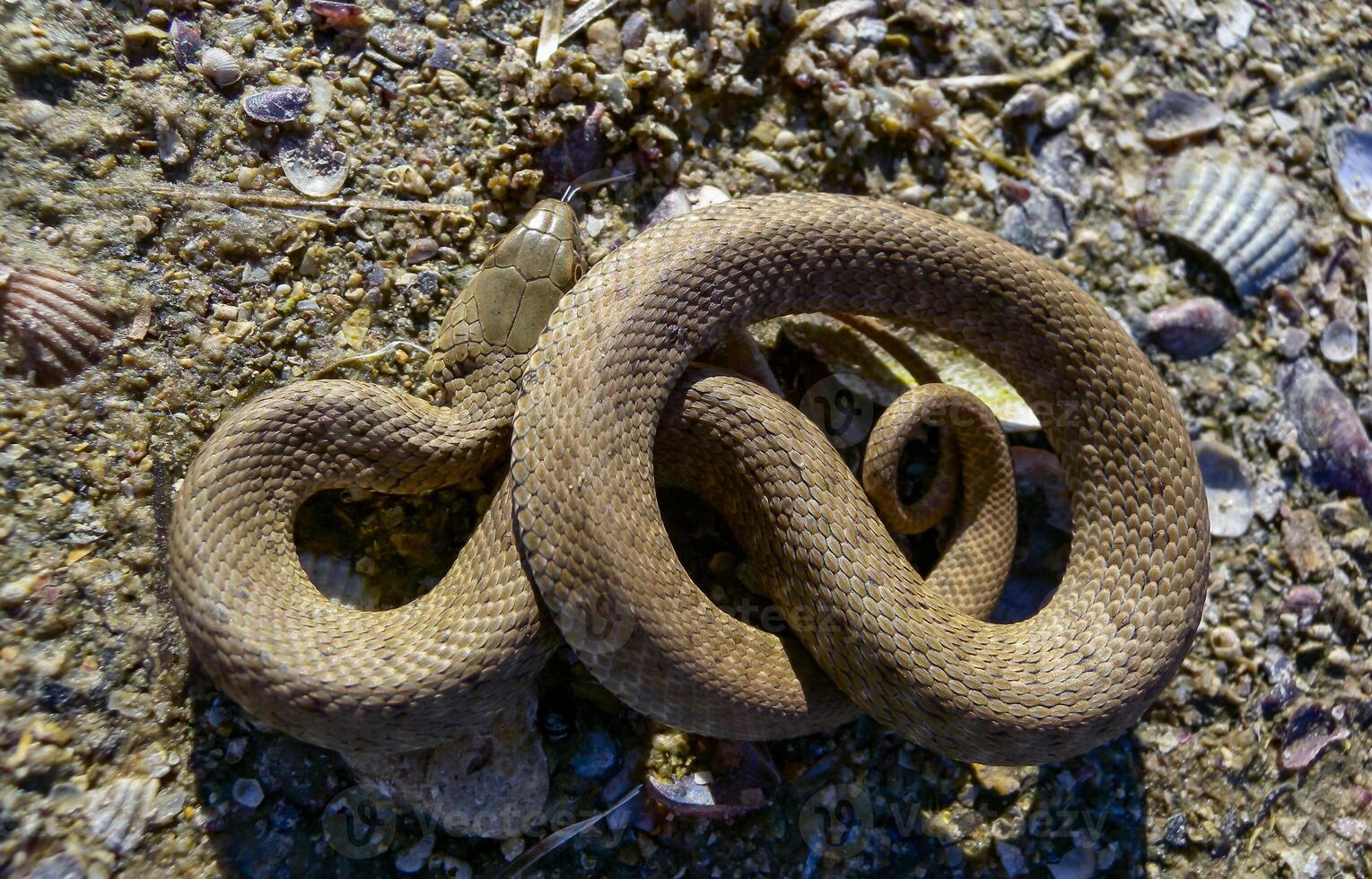 The dice snake Natrix tessellata, young water snake twisted into a ball to protect itself from the enemy photo