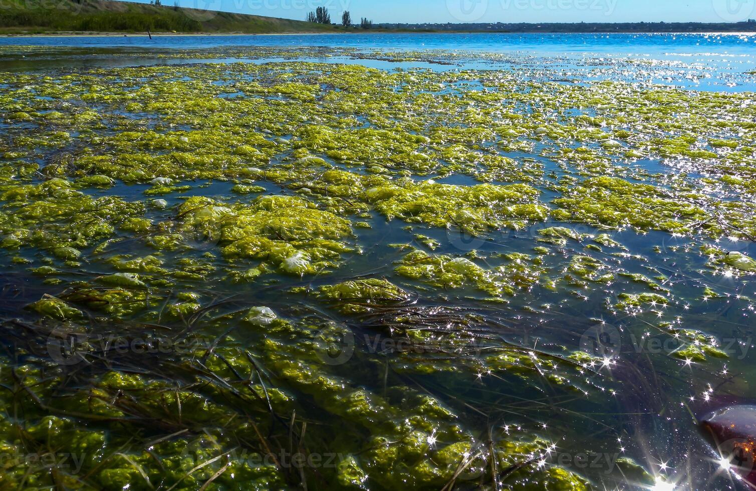 Clusters of green algae Ulva and Enteromorpha in a lake in the lower reaches of the Tiligul estuary, Ukraine photo