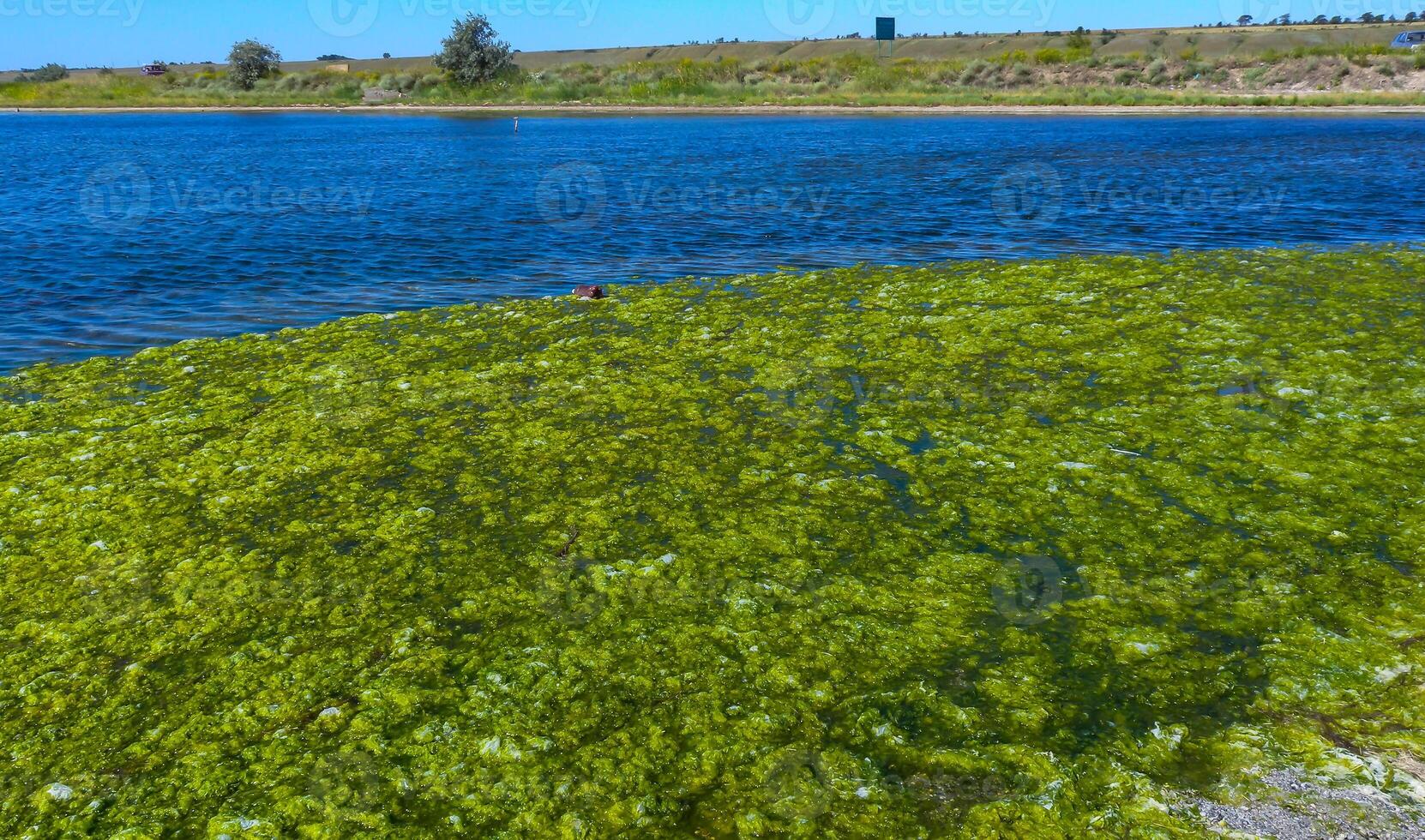 Clusters of green algae Ulva and Enteromorpha in a lake in the lower reaches of the Tiligul estuary, Ukraine photo