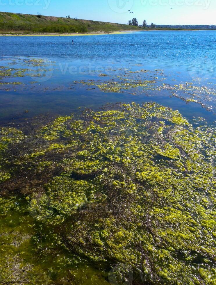 Clusters of green algae Ulva and Enteromorpha in a lake in the lower reaches of the Tiligul estuary, Ukraine photo