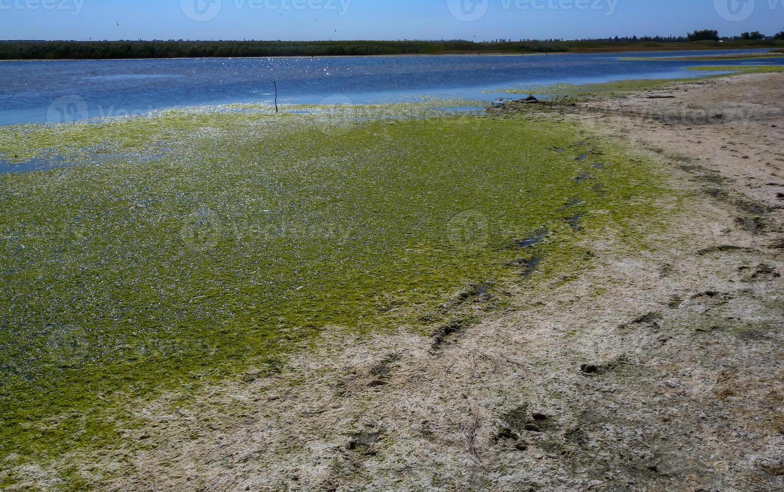 Clusters of green algae Ulva and Enteromorpha in a lake in the lower reaches of the Tiligul estuary, Ukraine photo