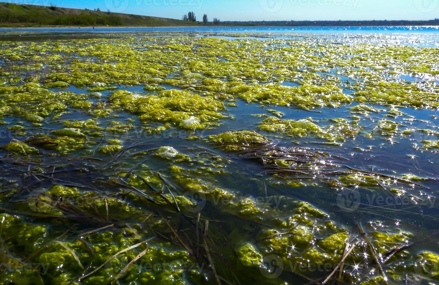 Clusters of green algae Ulva and Enteromorpha in a lake in the lower reaches of the Tiligul estuary, Ukraine photo