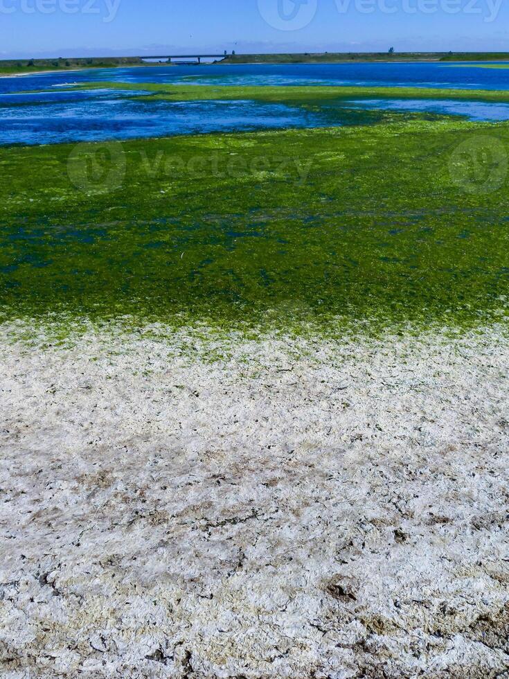 Clusters of green algae Ulva and Enteromorpha in a lake in the lower reaches of the Tiligul estuary, Ukraine photo