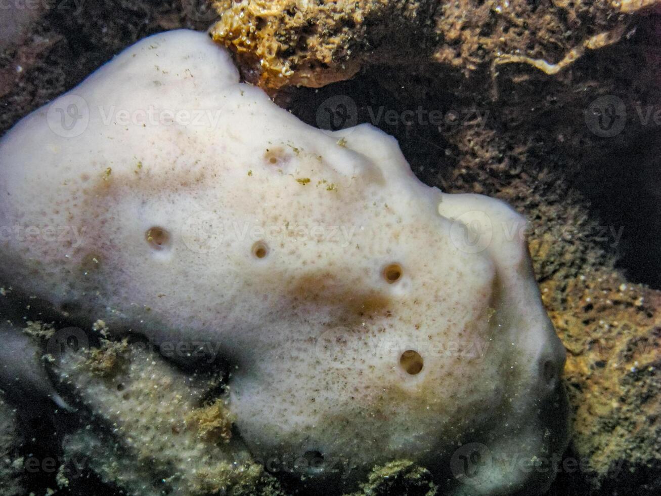 Geodia stellosa, white sea sponge in an underwater cave on an underwater rock in western Crimea, Tarkhankut photo