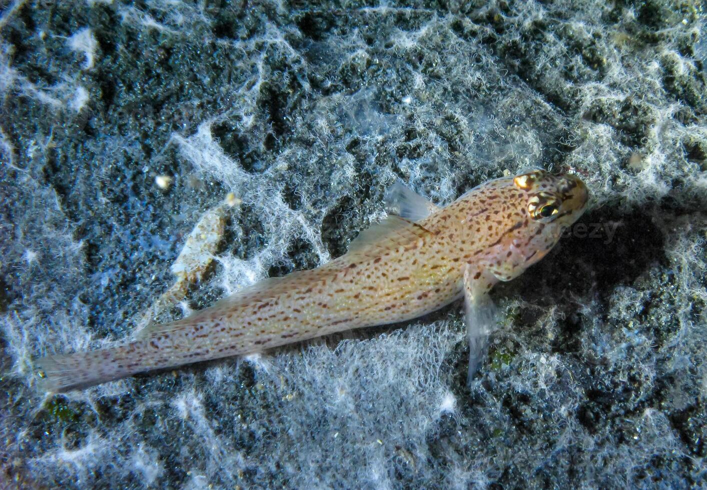 Bucchich's goby Gobius bucchichi, rare species of goby from Crimea, Tarkhankut, Black Sea photo