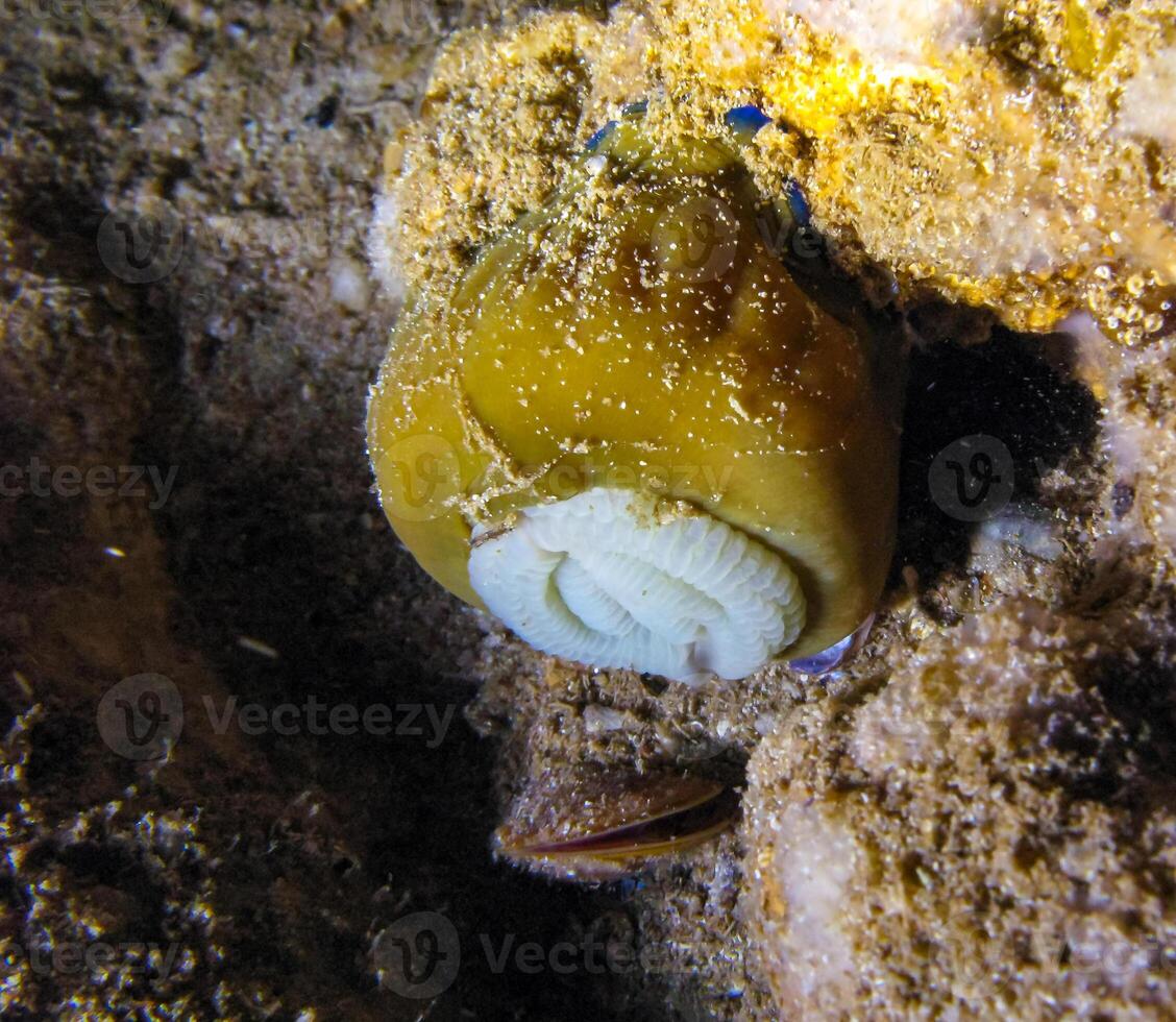 Beadlet anemone Actinia equina, sea anemone at night on the wall of an underwater cave, Black Sea, Crimea photo