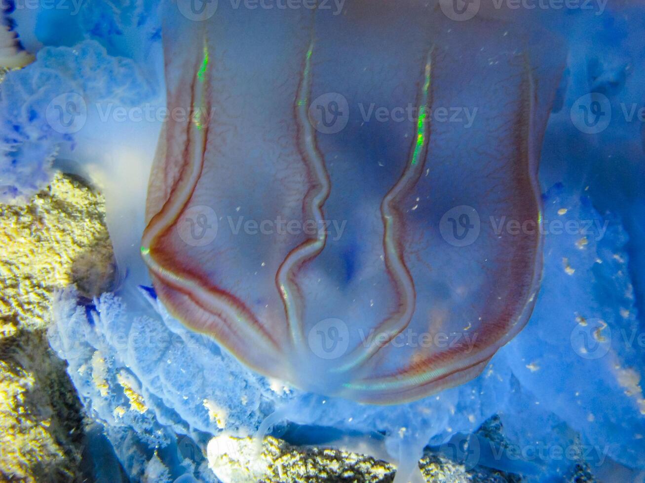 Predatory comb jelly Beroe ovata swim in the water column, Black Sea photo
