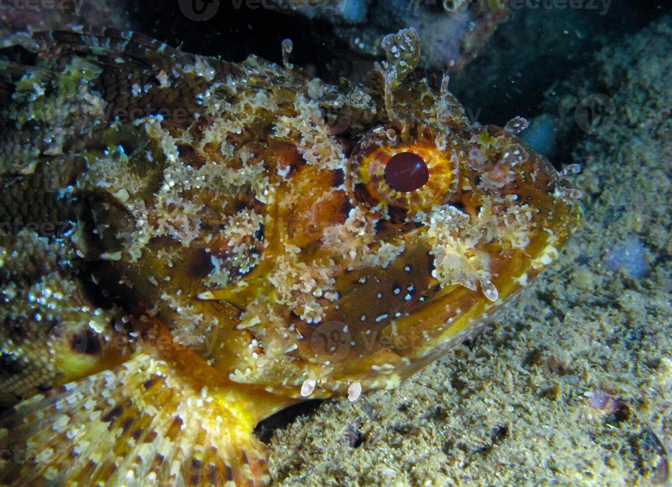 European black scorpionfish Scorpaena porcus, fish resting at night at the bottom in an underwater cave, Black Sea, Crimea photo