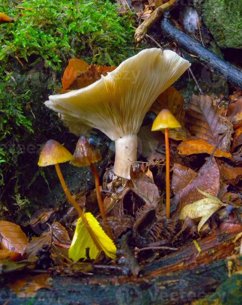 CLITOCYBE ROBUSTA, Agaric with a light cap in the forest in Ivano-Frankivsk region photo