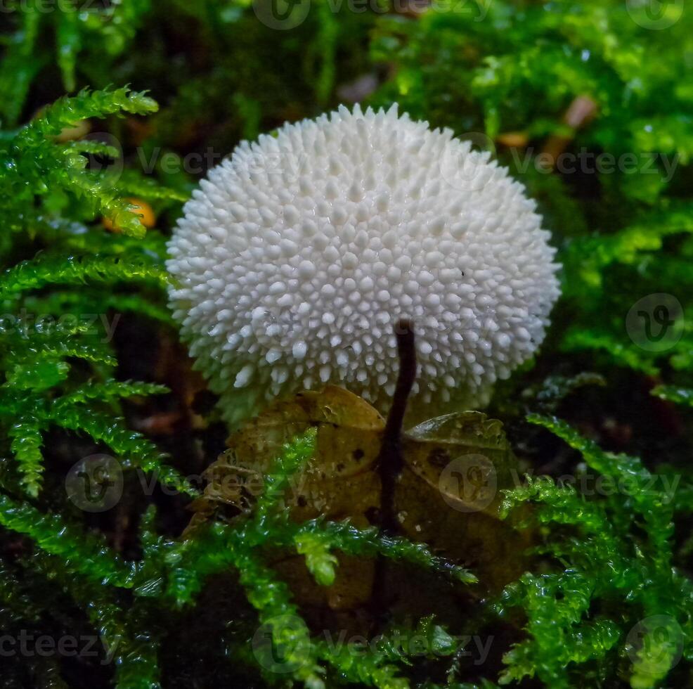 Lycoperdon echinatum, edible mushroom in the forest near the city of Yaremche, Ivano-Frankivsk region, Ukraine photo