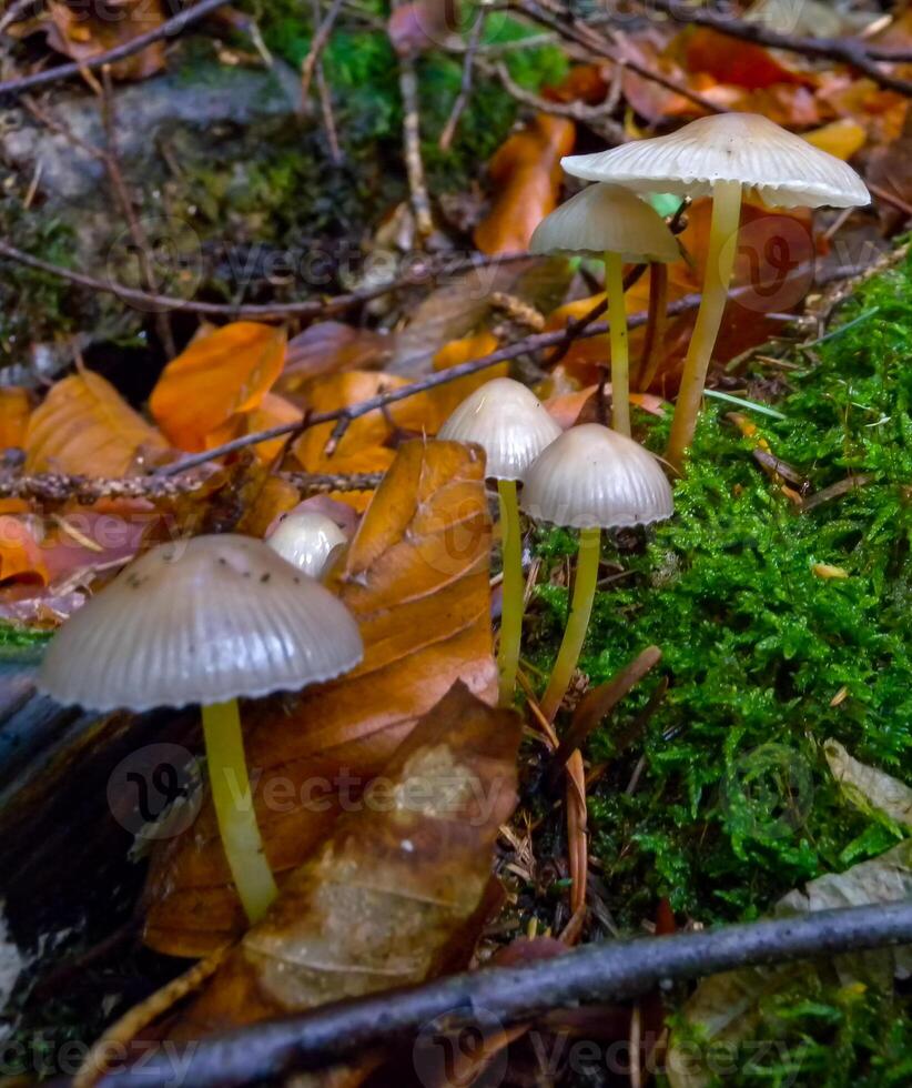 Mycena sp., Inedible agaric with a light brown cap in the forest in Ivano-Frankivsk region photo
