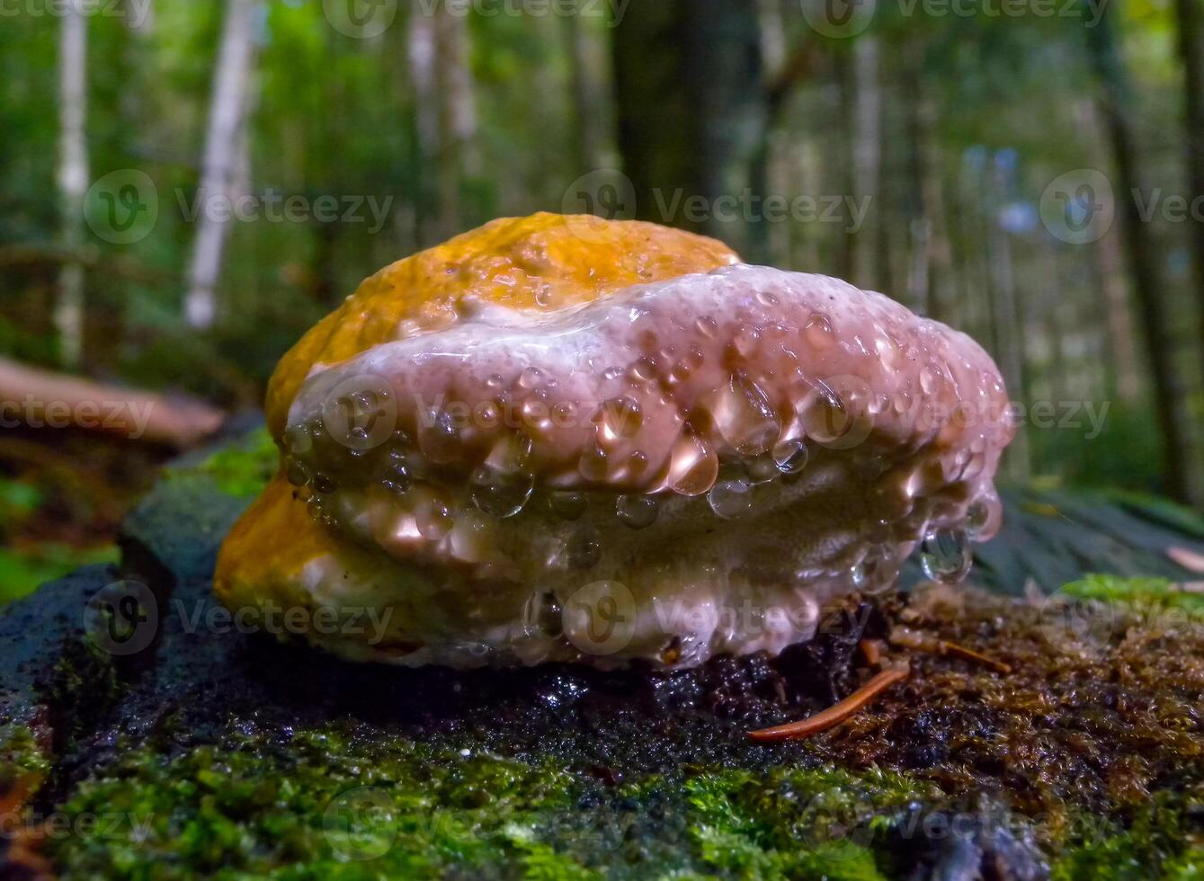 Fomitopsis pinicola, non-edible mushroom on a rotten tree trunk in a forest near the Ivano-Frankivsk region, Ukraine photo
