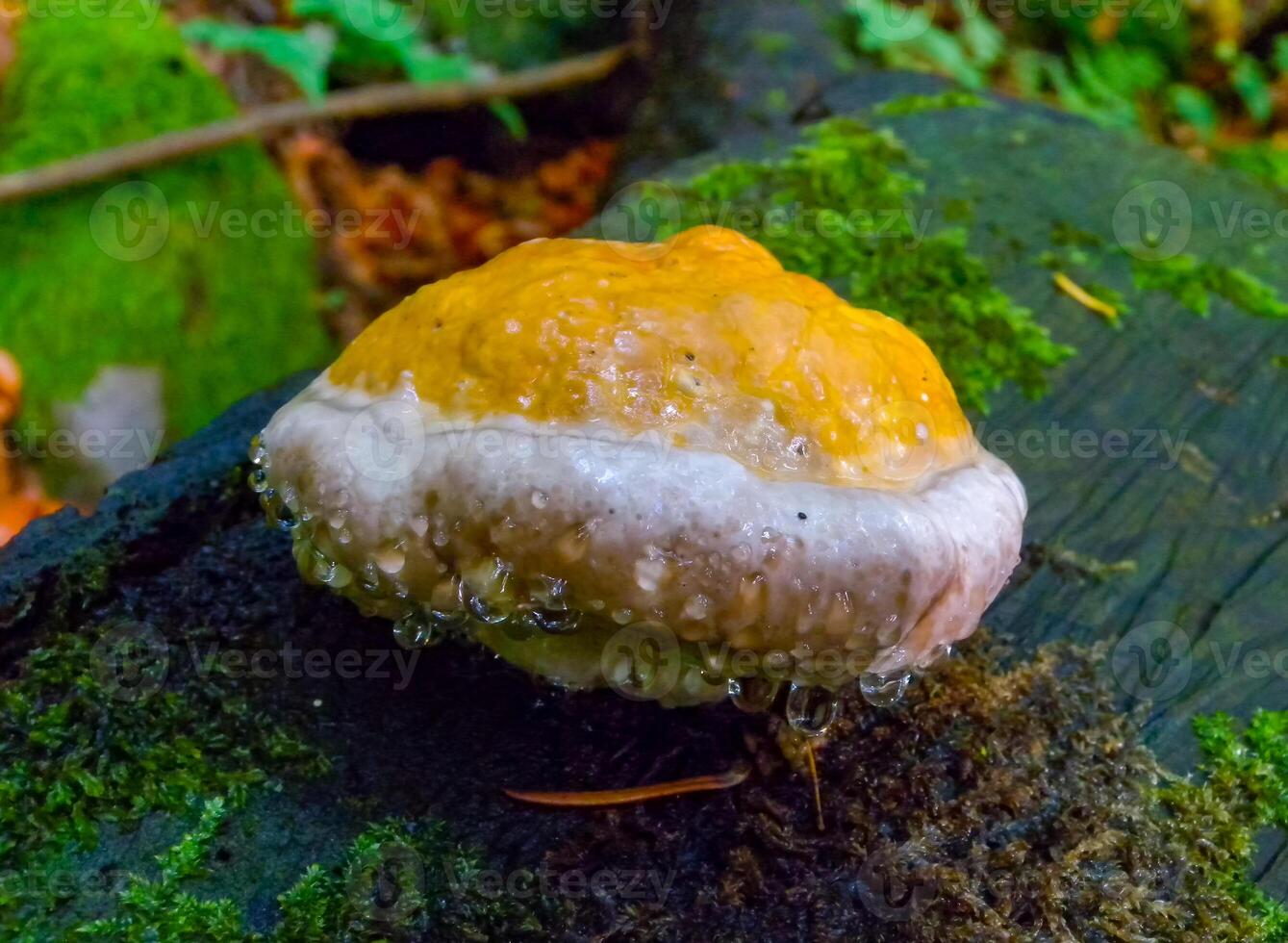 Fomitopsis pinicola, non-edible mushroom on a rotten tree trunk in a forest near the Ivano-Frankivsk region, Ukraine photo