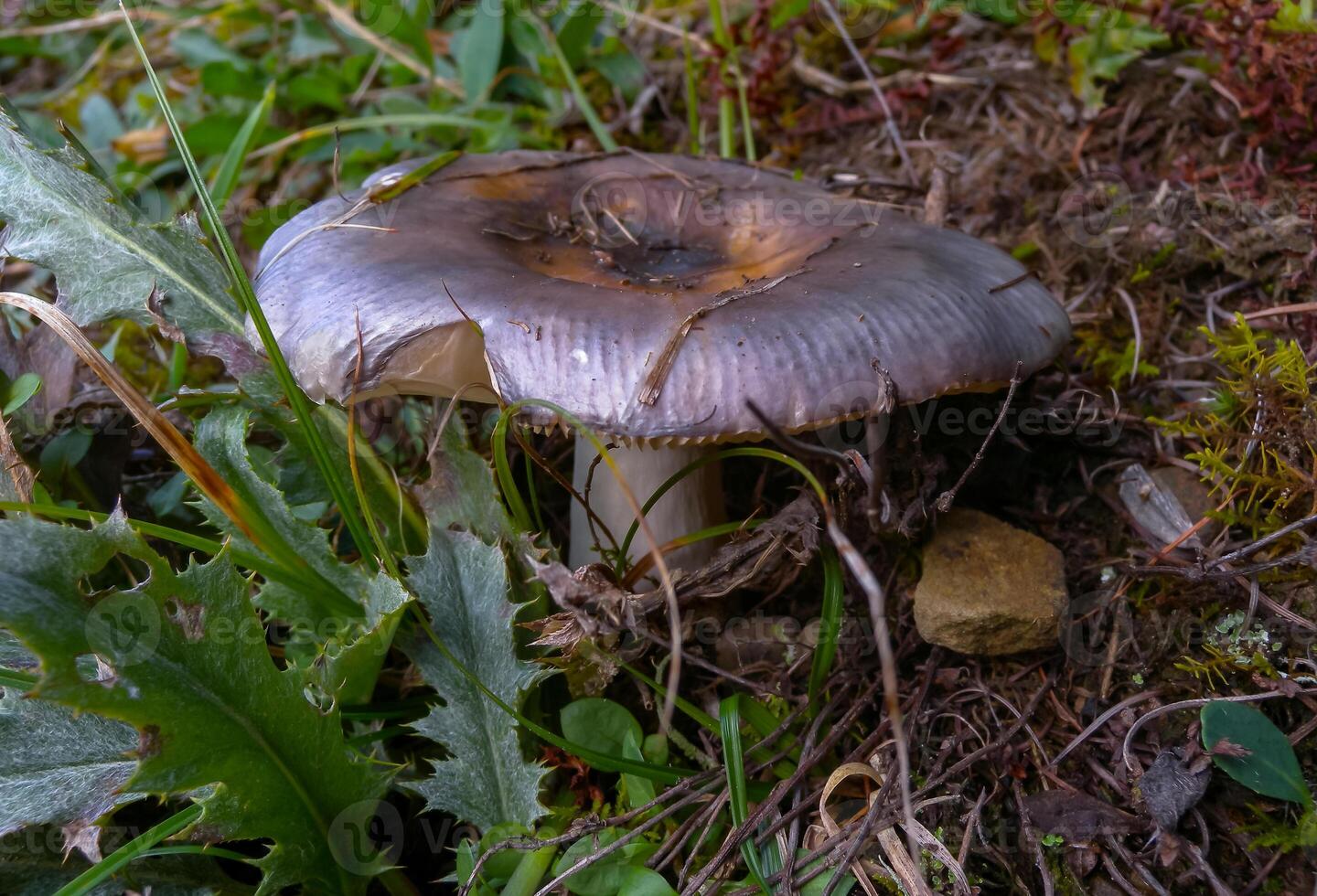 Suillellus luridus, edible mushroom in the forest in Ivano-Frankivsk region photo
