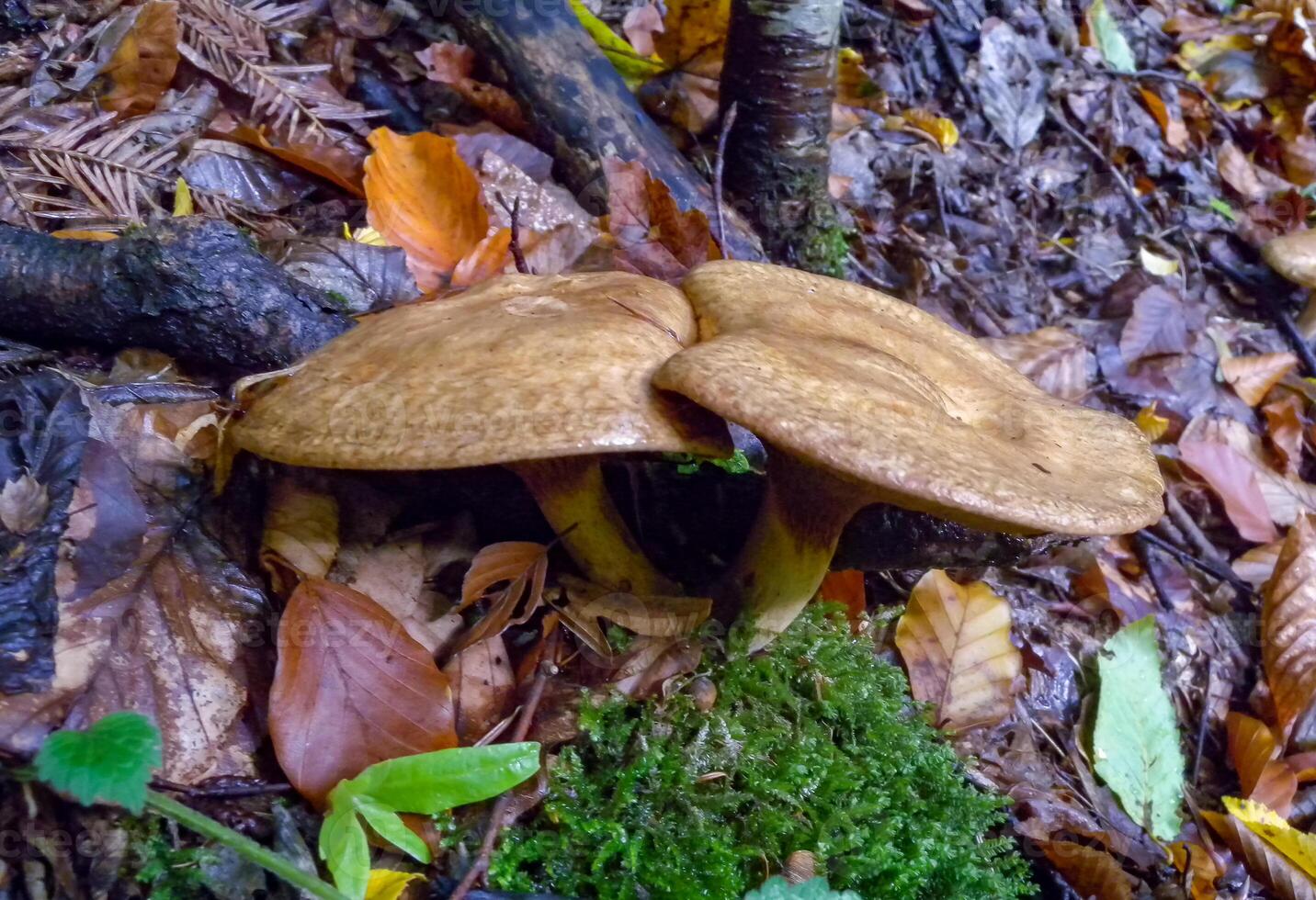 Mushrooms tubular with a brown cap in the forest in Ivano-Frankivsk region photo