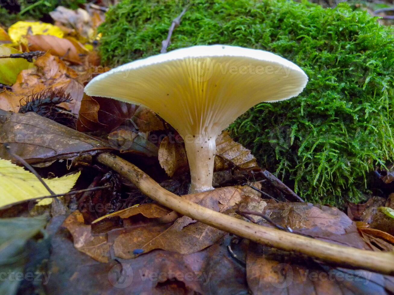 CLITOCYBE ROBUSTA, Agaric with a light cap in the forest in Ivano-Frankivsk region photo