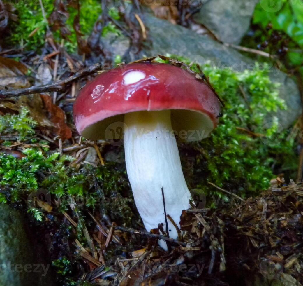 Russula sp., edible mushroom in the forest near the city of Yaremche, Ivano-Frankivsk region, Ukraine photo