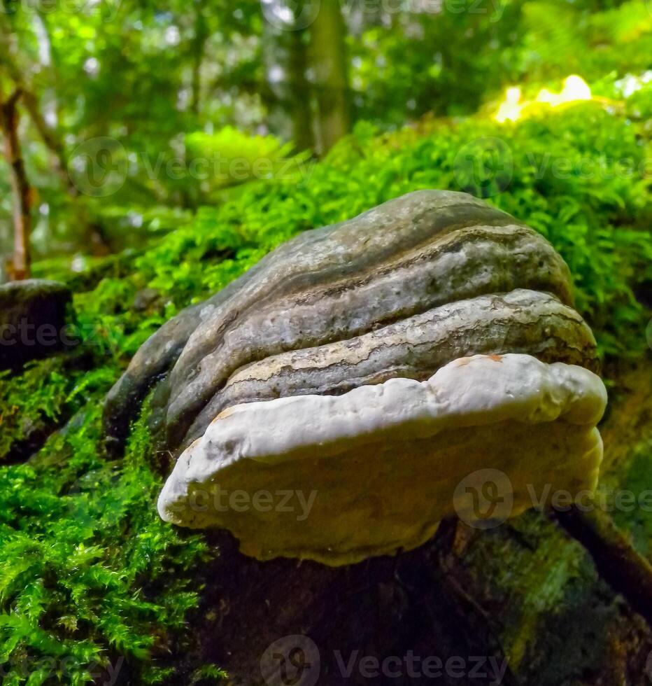 Fomitopsis pinicola, non-edible mushroom on a rotten tree trunk in a forest near the Ivano-Frankivsk region, Ukraine photo