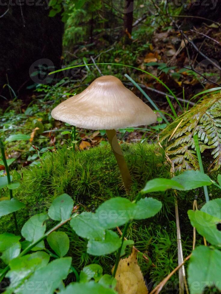 Mycena galericulata, mushroom on a rotten tree trunk in a forest in Ivano-Frankivsk region, Ukraine photo