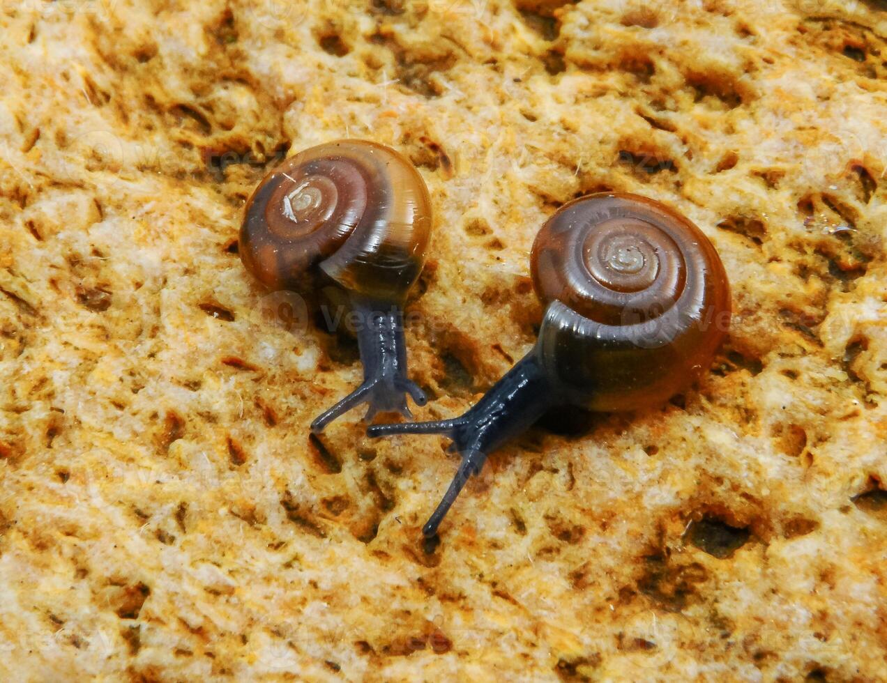 Glass snail Oxychilus translucidus a species of small land snail photo