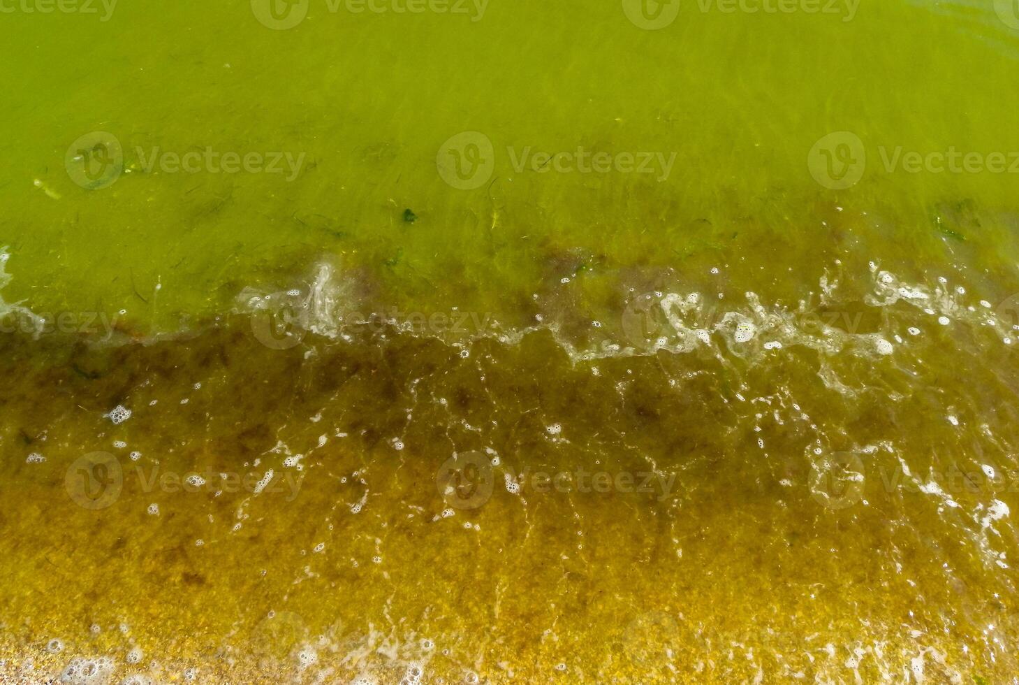 Mass development of the blue-green alga Microcystis aeruginosa, Khadzhibey estuary, Ukraine photo